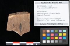 Foto (Objekt + Etikett) von Pinus palaeostrobus Ettingshausen (NHMW-GEO-2024-0188-0206)
